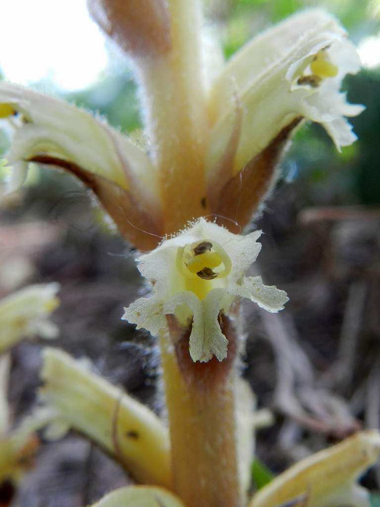 Orobanche hederae / Succiamele dell''edera